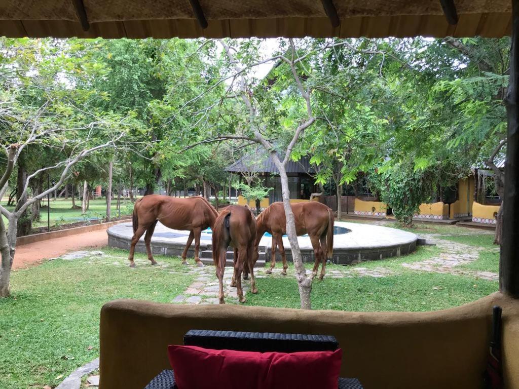 Aswadduma Hotel Dambulla Exteriör bild